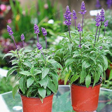 100 Pcs Sage Bonsai Vanilla Fragrant Flowers Edible Salvia Japonica Bonsai Terrace Potted Gardening Flower Bonsai Potted Plant