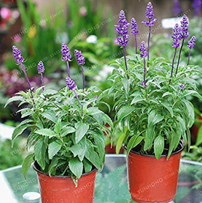 100 Pcs Sage Bonsai Vanilla Fragrant Flowers Edible Salvia Japonica Bonsai Terrace Potted Gardening Flower Bonsai Potted Plant