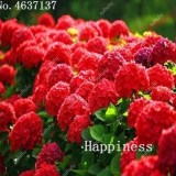 50 Pcs Hydrangea Bonsai Paniculata 'Vanilla Fraise',Hydrangea Bonsai Flower,Mixed Colors, Outdoor Climbing Plant for Home
