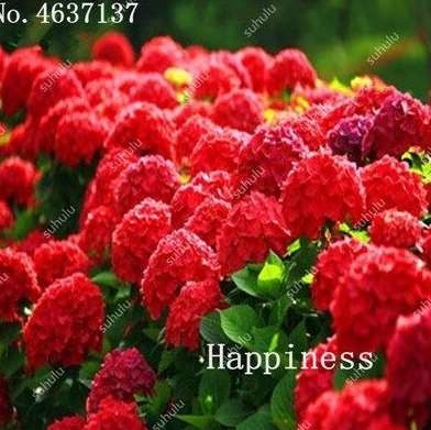 50 Pcs Hydrangea Bonsai Paniculata 'Vanilla Fraise',Hydrangea Bonsai Flower,Mixed Colors, Outdoor Climbing Plant for Home