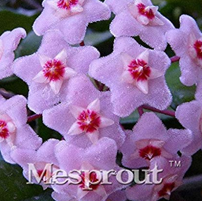 Flower Bonsai Hoya Kerrii Bonsai (December Orchid) Family Bonsai Garden Supplies 100PCS / Bag 