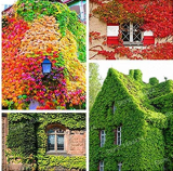 Kasuki 100 pcs/Bag Mixed Colors Boston Ivy Bonsai Creepers Green Boston Ivy Grass Plant Parthenocissus Tricuspidata Flores for Home Gar