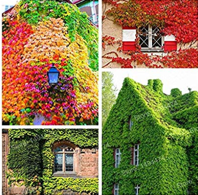 Kasuki 100 pcs/Bag Mixed Colors Boston Ivy Bonsai Creepers Green Boston Ivy Grass Plant Parthenocissus Tricuspidata Flores for Home Gar