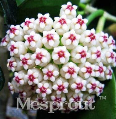 Flower Bonsai Hoya Kerrii Bonsai (December Orchid) Family Bonsai Garden Supplies 100PCS / Bag