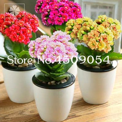 100 Pcs Winter Pot Kalanchoe Bonsai Longevity Flower Potted Plants Planting Seasons Flowering Plants Plants for Garden Supplies