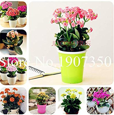 100 Pcs Kalanchoe Bonsai Longevity Flower Potted Plants Planting Seasons Flowering Plants Plants for Garden Easy to Grow