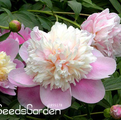 Chinese Rare and Precious Species of Blue Peony Flower Bonsai 10 Pcs/lot