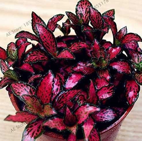 Fittonia verschaffeltii Bonsai Mini Easy Planting Balcony Fun Indoor Flower Pots Plantas Plants Planting Gardens,100pcs/bag - (Color: 6)