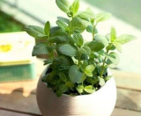 24 Kinds Different Flower Plant Bonsai Seedss Indoor Potted Seedsplants Exotic Suculenta Seedsflower for Garden Decoration