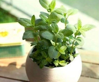 24 Kinds Different Flower Plant Bonsai Seedss Indoor Potted Seedsplants Exotic Suculenta Seedsflower for Garden Decoration