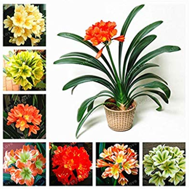 Hot Sale Clivia Miniata Bonsai Gorgeous Bonsai Rare Bush Lily Flower Bonsai DIY Home Garden with High Ornamental Value