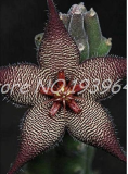 120 Pcs Bonsai Plants Stapelia Pulchella Plant Perennial Flower Bonsai Easy Growing for DIY Home Garden Planting Purify The Air