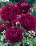  100 Pcs Double Ranunculus Asiaticus Flower Bonsai Plant DIY Home Garden Purifying Air, Perennial Flowers Ranunculus Japonicus