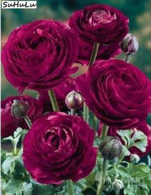  100 Pcs Double Ranunculus Asiaticus Flower Bonsai Plant DIY Home Garden Purifying Air, Perennial Flowers Ranunculus Japonicus