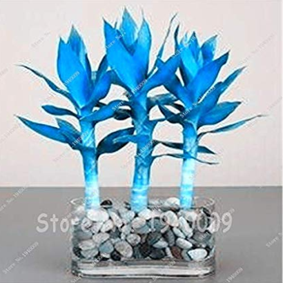 Rare 50 pcs Blue Lucky Bamboo Bonsai Anti Radiation Absorb dust Tree Plants Indoor Plantss