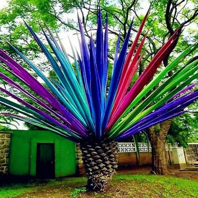 10 Pcs Rainbow Japanese Bottle Palm Bonsai Tree Exotic Plants Tropical Ornamental Balcony Tree Plant Bonsai Pot for Garden