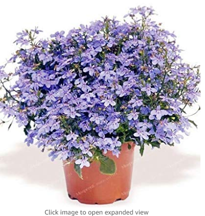 100% True Lobelia Bonsai Rare Indoor Flower in Bonsai Chlorophytum Flower Bonsai for Perennial Home Garden Plants100Pcs/Bag 