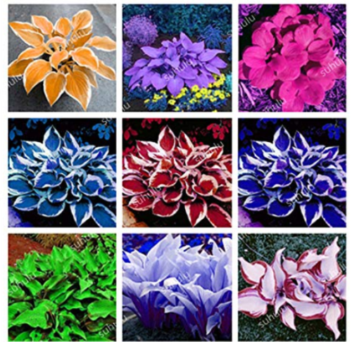 Promotion! 150 Pcs Beautiful Hosta Bonsai, Perennials Lily Flower Shade Hosta Flower Grass Bonsai Ornamental Garden Plants - (Color: Mix)