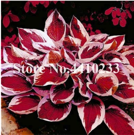 Promotion! 150 Pcs Beautiful Hosta Bonsai, Perennials Lily Flower Shade Hosta Flower Grass Bonsai Ornamental Garden Plants - (Color: j)