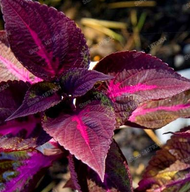 100PCS Bonsai Plants Garden Rare Plants Red Shiso Frutescens Purple Perilla Plantas, Perilla frutescens Flores
