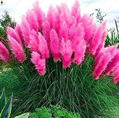 500pcs Pampas Grass Rare Flower Bonsai for Home Garden Planting Selloana Garden Decoration DIY - (Color: Burgundy)