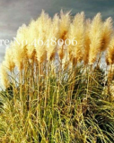 300 Pcs Colorful Pampas Grass Cortaderia Bonsai, Very Beautiful Garden Flower Plants Cortaderia Selloana Decorative for Home