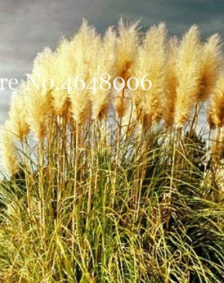300 Pcs Colorful Pampas Grass Cortaderia Bonsai, Very Beautiful Garden Flower Plants Cortaderia Selloana Decorative for Home