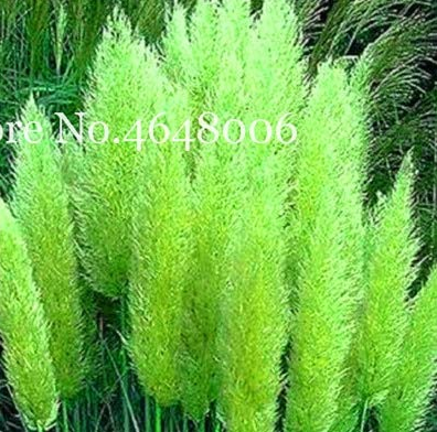 300 Pcs Colorful Pampas Grass Cortaderia Bonsai, Very Beautiful Garden Flower Plants Cortaderia Selloana Decorative for Home