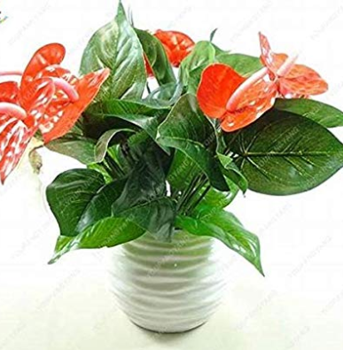 50pcs Anthurium Plants Beautiful Rainbow Anthurium Garden Flowers high Survival Rate Bonsai Tree Garden Decoration