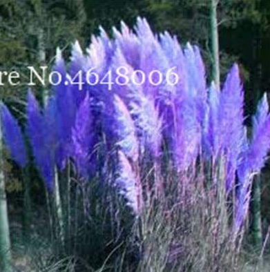300 Pcs Colorful Pampas Grass Cortaderia Bonsai, Very Beautiful Garden Flower Plants Cortaderia Selloana Decorative for Home