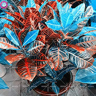 100pcs Blue Variegated Leaf Croton Mixed Colorful Ornamental Bonsai Plants for Home Garden Patio Codiaeum Variegatum