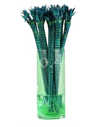 10 Pcs Rainbow Lucky Bamboo Bonsai Small Potted Plants Purify Dracaena Plantas,Planting Simple for Home & Garden
