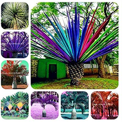 10 Pcs Rainbow Japanese Bottle Palm Bonsai Tree Exotic Plants Tropical Ornamental Balcony Tree Plant Bonsai Pot for Garden - (Color: Mixed)