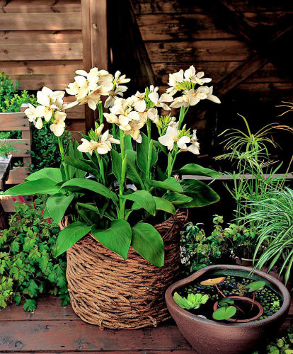 50PCS Canna Lily Seeds Gorgeous Lily-like Blossoms in Cream White