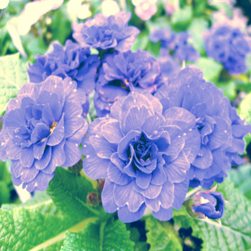 100PCS African Violet Blue Blazes Seeds 