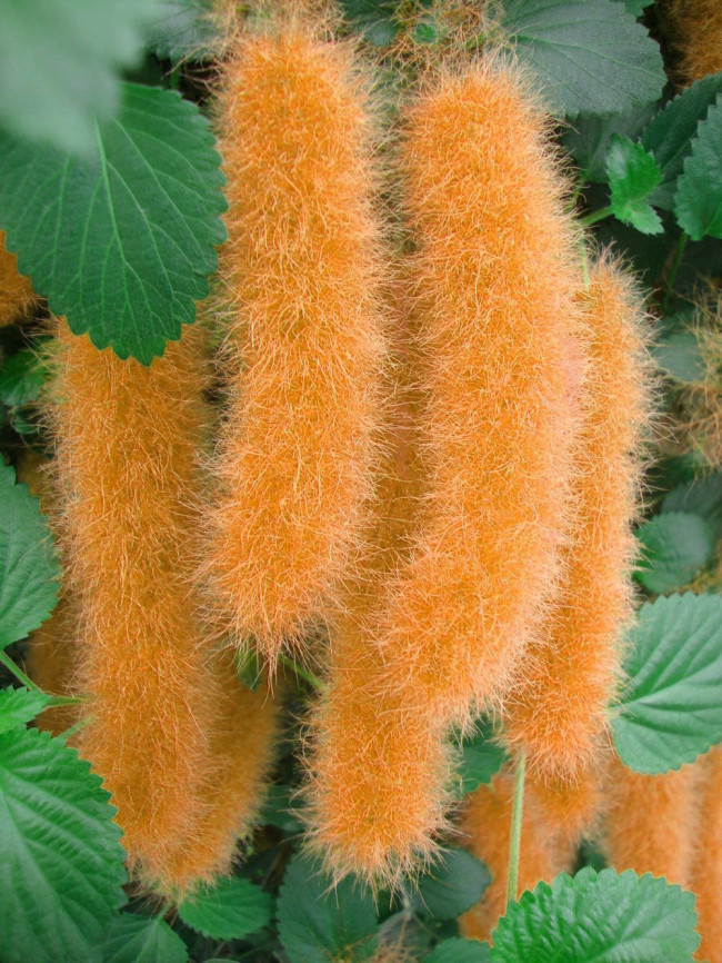 100PCS Hybrid F2 Chenille Plant (Acalypha pendula) Seeds Orange Color Bonsai Perennial Hanging Plants