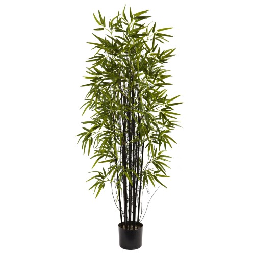 50PCS Black Lucky Bamboo Bonsai Seeds Garden Bambusa Ventricosa Ornamental Plants Seeds