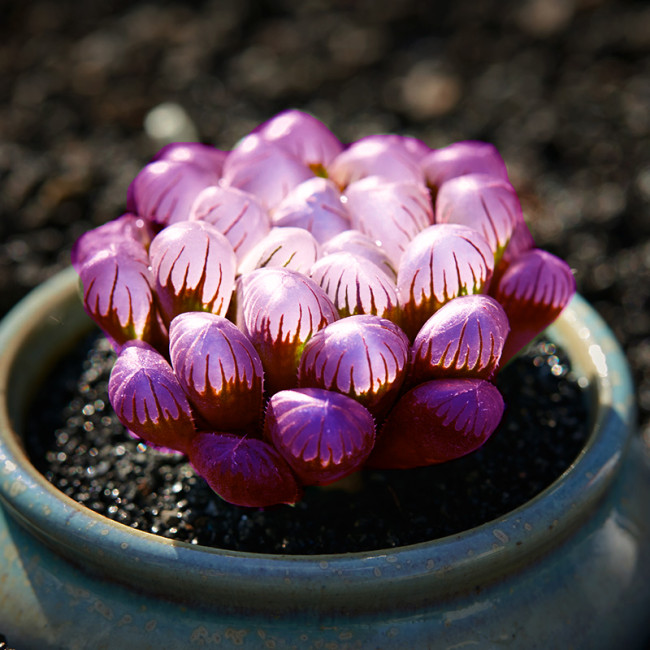 Haworthia Seeds