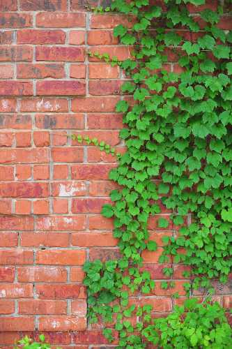 50PCS Green Boston Ivy Seeds Evergreen Climbing Plants