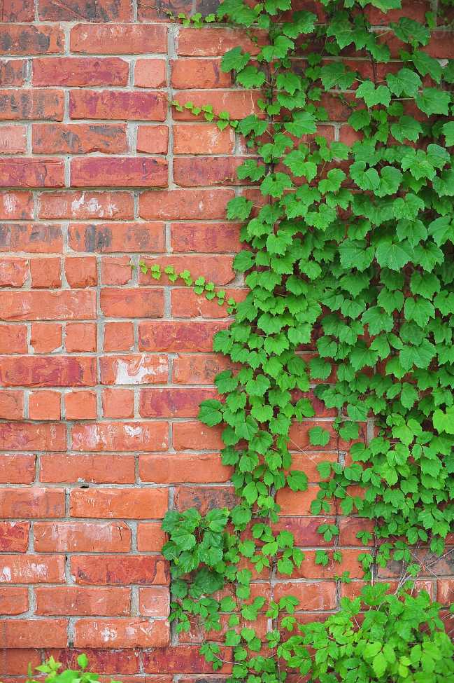 50PCS Green Boston Ivy Seeds Evergreen Climbing Plants
