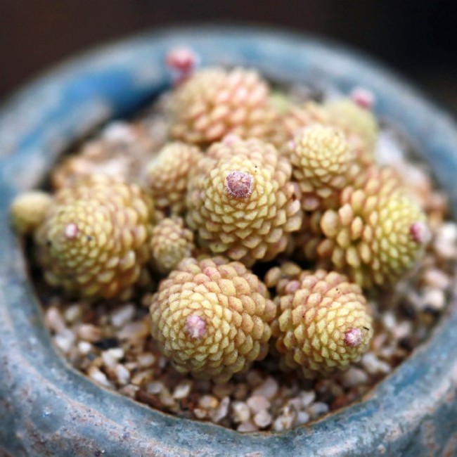 Monanthes Polyphylla Seeds One Flowered House Leek Dwarf Crassula Bonsai Succulent