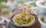 Monanthes Polyphylla Seeds One Flowered House Leek Dwarf Crassula Bonsai Succulent