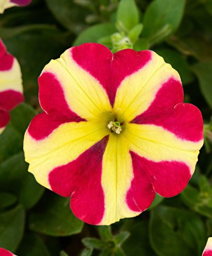 200PCS Petunia 'Amore Queen of Hearts' Seeds  sh336Q