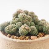 Monanthes Polyphylla Seeds One Flowered House Leek Dwarf Crassula Bonsai Succulent