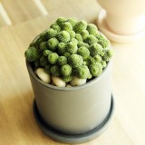 Monanthes Polyphylla Seeds One Flowered House Leek Dwarf Crassula Bonsai Succulent