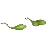 1 POD Dendrobe Seeds (Flower Powder) Dendrobium Orchid Flowers Herba Dendrobii 