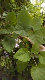 1000PCS Paulownia Seeds Chinese Royal Paulownia Fast Growing Princess Tree Kiri