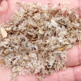 1000PCS Paulownia Seeds Chinese Royal Paulownia Fast Growing Princess Tree Kiri