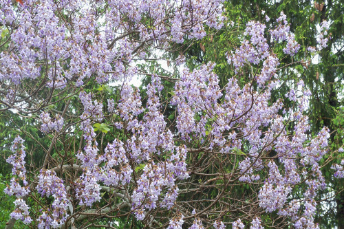 1000PCS Paulownia Seeds Chinese Royal Paulownia Fast Growing Princess Tree Kiri
