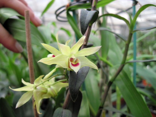 1 POD Dendrobe Seeds (Flower Powder) Dendrobium Orchid Flowers Herba Dendrobii 